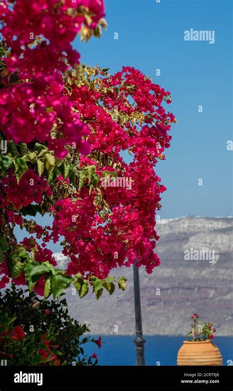 Beautiful Bougainvillea Flower With Awesome Colors In Santorini Greek