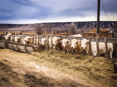 Home Small Livestock Charolais In Mountain City Nv