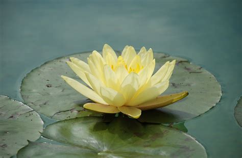 Yellow Water Lily On Body Of Water Photo Hd Wallpaper Wallpaper Flare