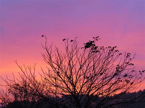 Morgenrot Morning Light Purple Red Sky Tree Top Aesthetic Skies