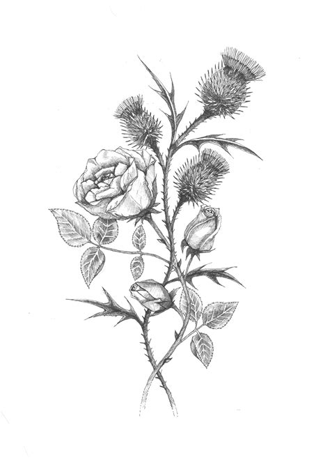Scottish Thistle And English Rose Tattoo
