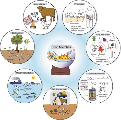 Microbial Food Microorganisms Repurposed For Our Food Choi Microbial Biotechnology