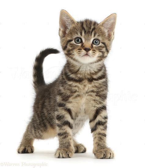 Tabby Kitten Standing Photo Wp42137
