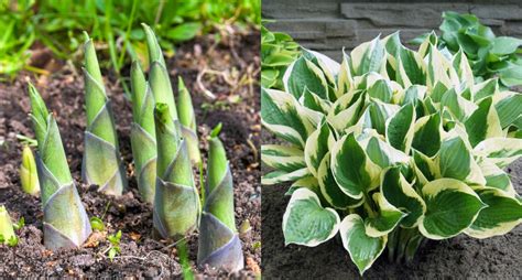 Hostas How To Grow And Eat This Surprising Edible Plant