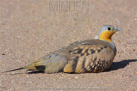 Spotted Sandgrouse Stock Photo Minden Pictures
