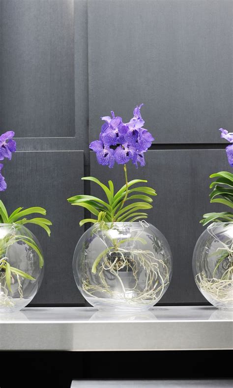 Light is one of the most important aspects to growing orchids indoors. The Vanda grows best in a light spot in a glass vase ...