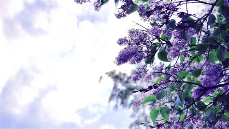 2560x1440 Lilac Flowers Tree 1440p Resolution Hd 4k Wallpapers Images