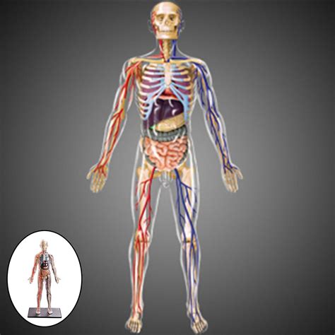 Interactive Human Body Fully Anatomy Figure Human Body Model For Kids