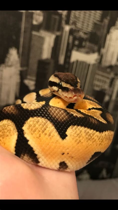 Orange Dream Pastel Ball Python Cute Snake Ball Python Pet Snake