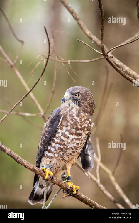 A Broad Winged Hawk In A Tree Carolina Raptor Center Stock Photo Alamy