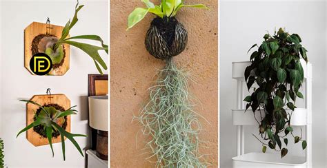 Top 10 Best Indoor Hanging Plants Daily Engineering