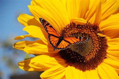 Monarch Butterfly Wallpaper Monarch Butterfly Sunflower Wallpaper
