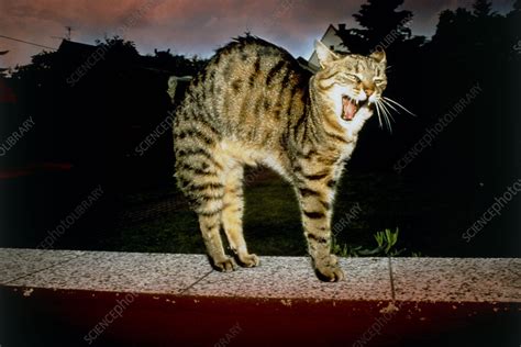 Frightened Cat Stock Image Z9340265 Science Photo Library