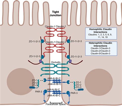 Intestinal Barrier And Tight Junction Download Scientific Diagram