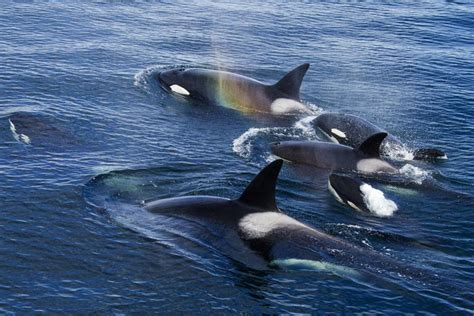 10 Facts About Killer Whales Or Orcas