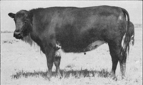 Beefalo American Bison Cattle Hybrid 비팔로 Image Only