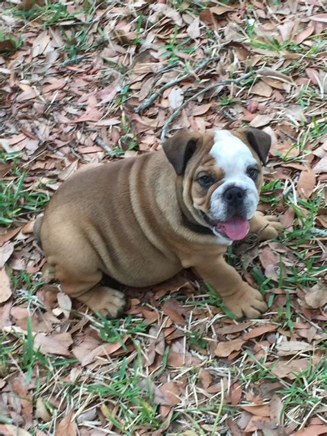 The name bulldog is medieval in origin and refers to the brawny build of the breed, as well as the aggression and power with which the bulldog originally attacked bulls in arenas back in 1568. English Bulldog Puppies For Sale | Tampa, FL #230124