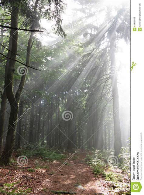 Early Morning In The Forest Sun Rays Stock Image Image Of