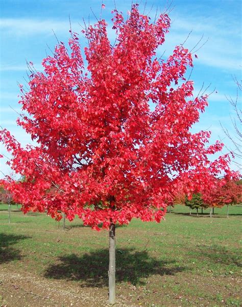 Red Maple Acer Rubrum Lthe Most Commonplace Native Tree In Eastern