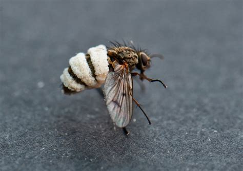 Fly species | NatureSpot