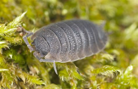 The pest can harm potatoes, tomatoes, eggplants, peppers and other plants. How to Get Rid of Rolly-Pollies | Pill bug, Potato bugs ...