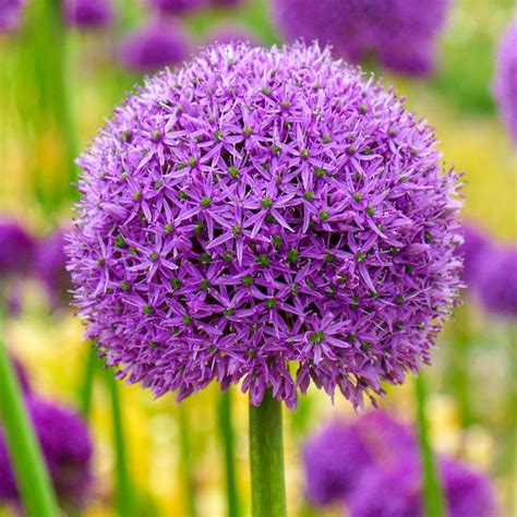 Brecks Purple Gladiator Allium Bulbs 1 Pack In The Plant Bulbs
