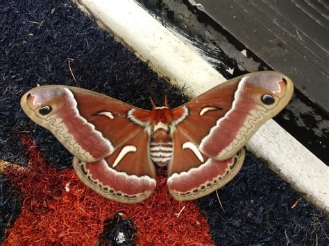 Found This Huge Moth In San Diego Today Whatsthisbug