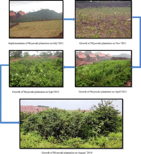 The premier announced the first experiment of miyawaki method for urban forestry was conducted in liberty roundabout in 2020, whereas, 50 more sites have been chosen in the punjab capital. Shows the succession stage of Miyawaki Method of ...