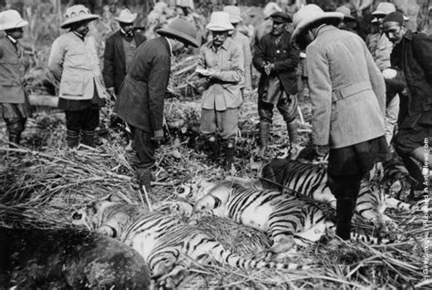 Bengal Tiger Hunting And The British Masters Colonial India 01
