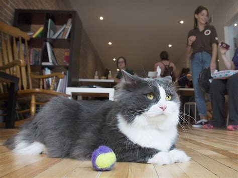 The light, airy ground floor space is perfect for this. Coffee time with cats and cat lovers in an innovative ...