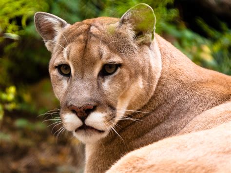 Cougar The Biggest Animals Kingdom