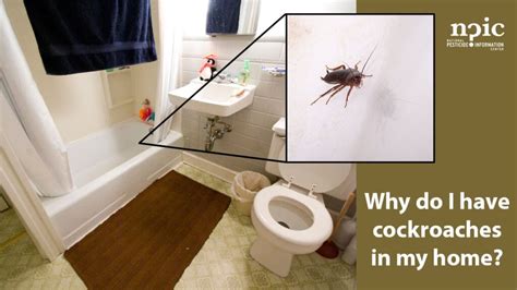 How Do Cockroaches Enter Homes Pest Phobia