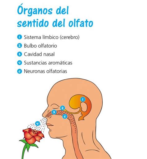 Un bloqueo en los conductos nasales, causado por un pólipo o una fractura nasal, también es una causa común. Los sentidos - Edicion Impresa - ABC Color