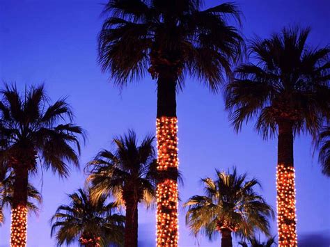 La Palm Trees Wallpapers On Wallpaperdog