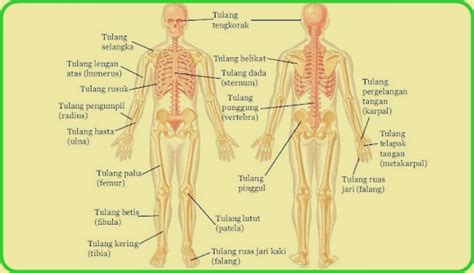 Contoh surat lamaran kerja sebagai staff administrasi bisa digunakan untuk melamar kerja di pt, instansi atau rumah sakit sebagai admin. Sistem Rangka Manusia - Fungsi, Cara Kerja, Contoh, & Gambar