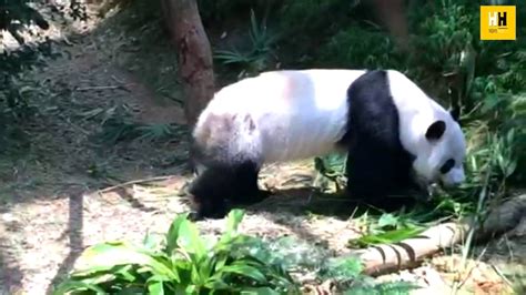 Ep 21 Singapore Zoo Panda 新加坡动物园之熊猫 Youtube