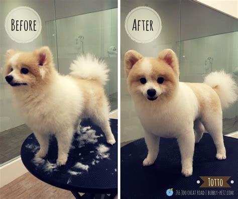 Pomeranian Boo Haircut Before And After Pets Lovers
