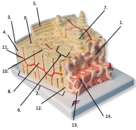 Bone Model Diagram Quizlet
