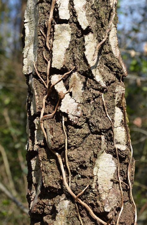 Life Of A Tree Bark Can Be Fascinating Watching The