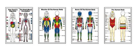 Kids will learn about the heart, lungs, liver, stomach, intestines, muscles, bones, and more. Human Body Diagram For Kids - Human Anatomy
