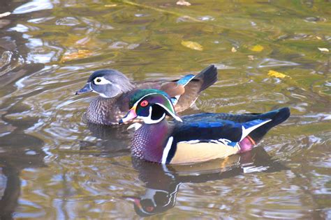 Wood Duck Pair By Naarah On Deviantart