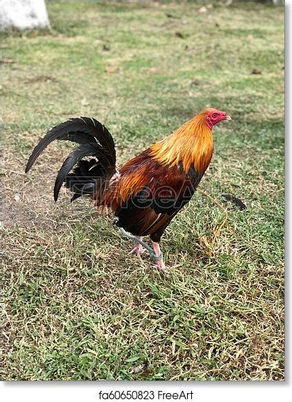 Free Art Print Of Gamefowl Rooster Side View Color Photo Of A Young