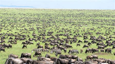 wildebeest migration experience in kenya and tanzania self drive kenya