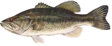 largemouth bass fish identification