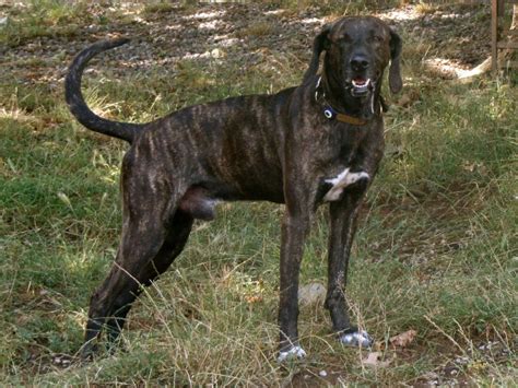 This is the price you can expect to budget for a plott hound with papers but without breeding rights nor show quality. Plott Hound Breed Guide - Learn about the Plott Hound.