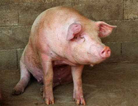 Big Pink Pig In The Pigsty Of The Farm In The Countryside Stock Photo