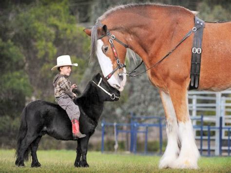 🔥 50 Clydesdale Horses Wallpapers Wallpapersafari