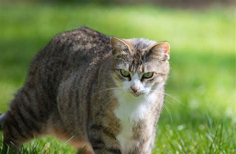 Such techniques are described to reduce pain and to release stress. Cat in the grass