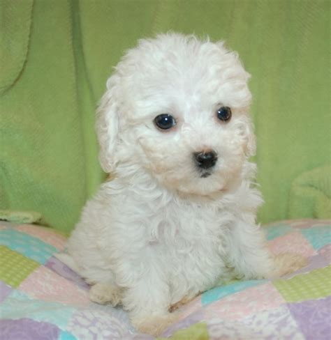 Loving nature well bred rare bolognesechancelucky12. Valor companion to Eileen in FL | Puppies, Bolognese ...