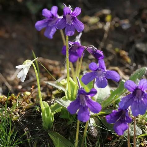 La grassette une étonnante plante carnivore